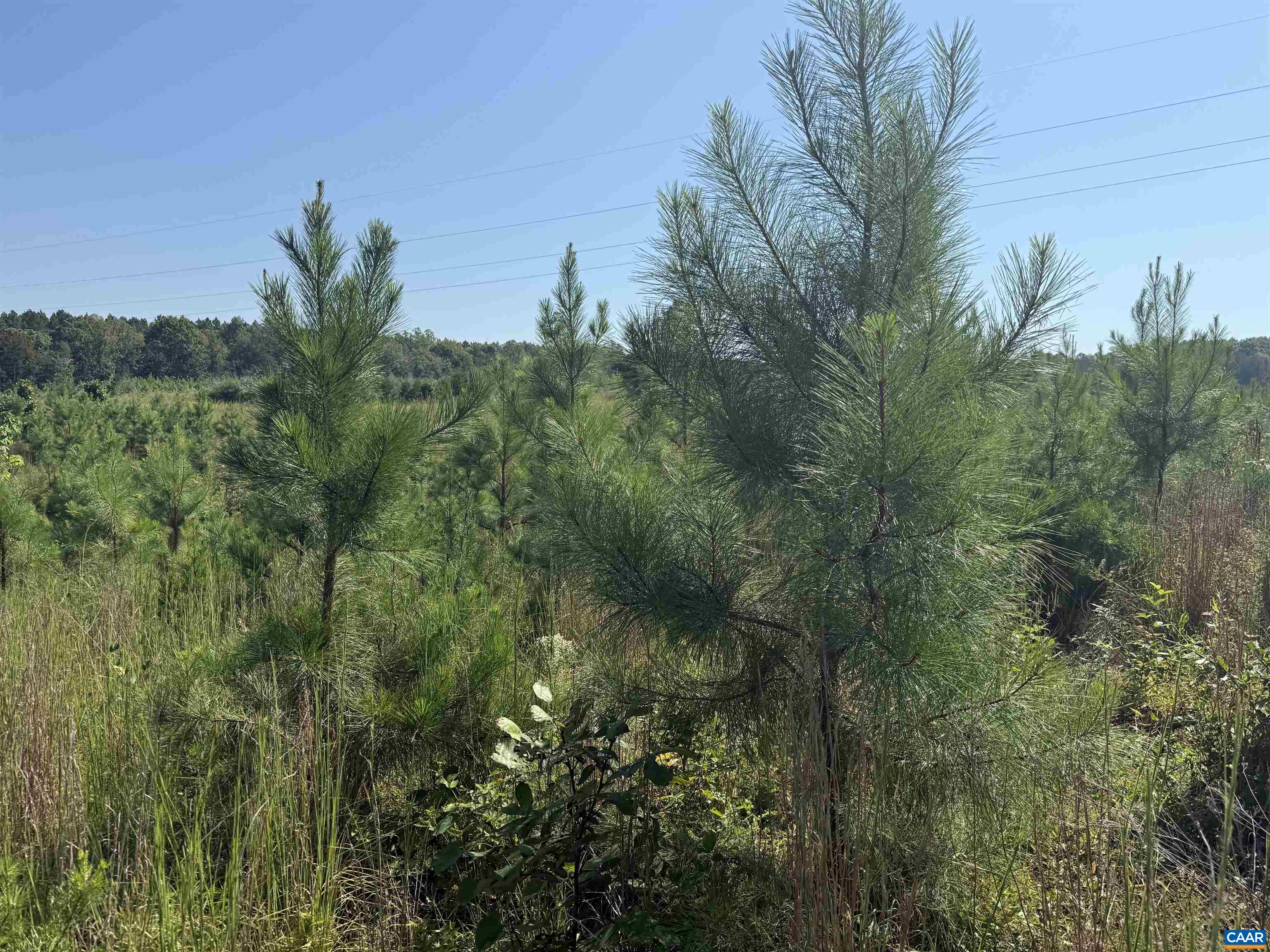 6 COMMUNITY HOUSE RD, KENTS STORE, Virginia 23084, ,Land,14,6 COMMUNITY HOUSE RD,681960 MLS # 681960