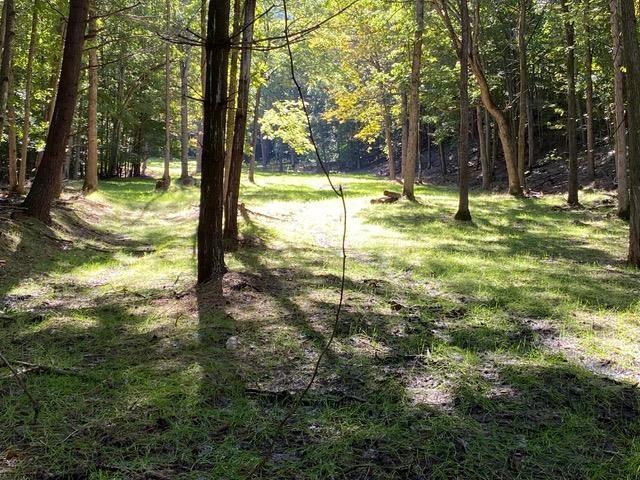 163 acres HOPKINS GAP RD, FULKS RUN, Virginia 22830, ,Farm,14,163 acres HOPKINS GAP RD,675968 MLS # 675968 163 acres HOPKINS GAP RD, FULKS RUN, Virginia 22830, ,Farm,14,163 acres HOPKINS GAP RD,675968 MLS # 675968