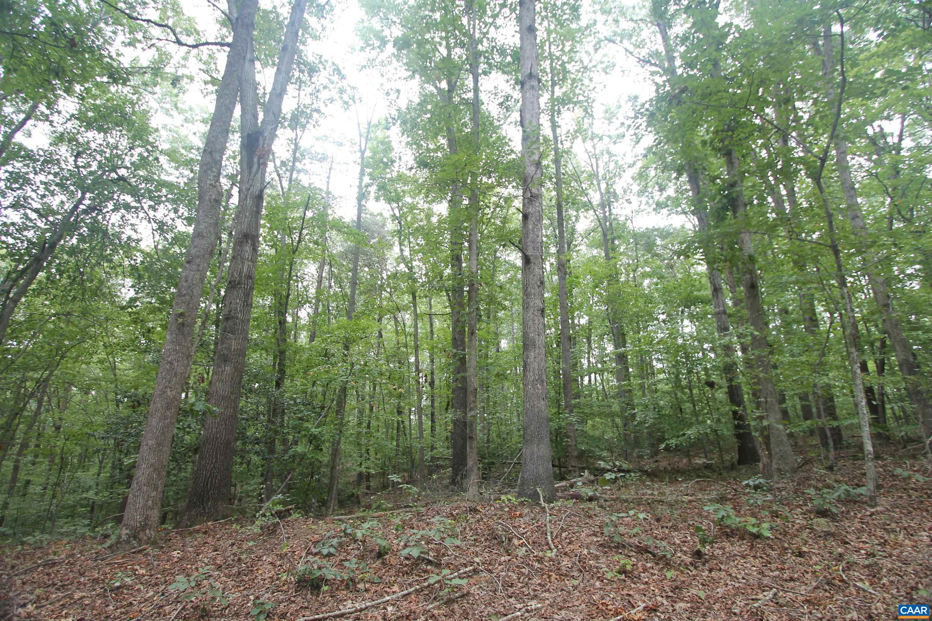 845 RACCOON RIDGE, SCOTTSVILLE, Virginia 24590, ,Farm,14,845 RACCOON RIDGE,681949 MLS # 681949 845 RACCOON RIDGE, SCOTTSVILLE, Virginia 24590, ,Farm,14,845 RACCOON RIDGE,681949 MLS # 681949