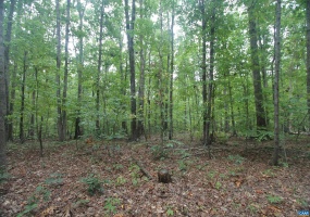 845 RACCOON RIDGE, SCOTTSVILLE, Virginia 24590, ,Farm,14,845 RACCOON RIDGE,681949 MLS # 681949 845 RACCOON RIDGE, SCOTTSVILLE, Virginia 24590, ,Farm,14,845 RACCOON RIDGE,681949 MLS # 681949